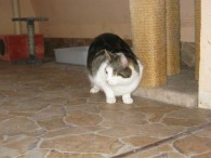 Mein Name ist Henry