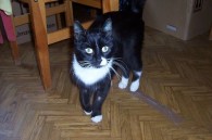 Ricky im April 2012 vermittelt