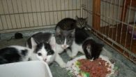 Und noch mehr Katzen-Baby´s
