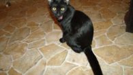 5 schwarze Kater
