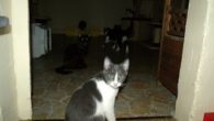 grau/weißer Kater