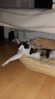 Katzeschatz Chiara hat es geschafft….