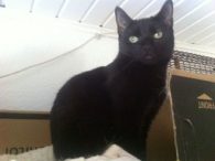 wunderschöne Siam-Mix-Kater Knös – vermittelt !!!