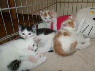 4 Kitten = vermittelt!!!!