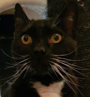 Kater Lucky hat eine neue Familie !!!!!