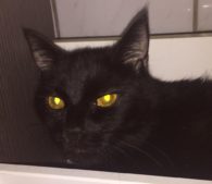 Notfallkatze Kenia sucht Gnadenbrotplatz